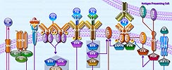 NFAT in Immune Response